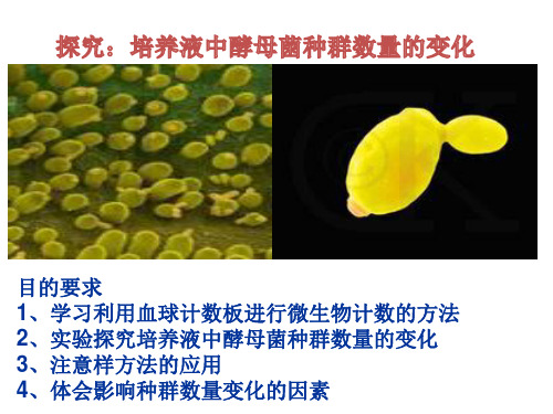 实验(探究酵母菌数量变化)