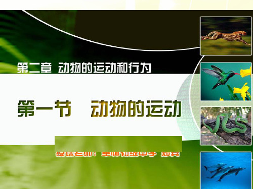 人教版八年级上册生物：生物学艺术 动物与造型艺术