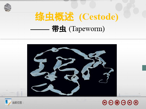 3-1医学绦虫概述 ppt