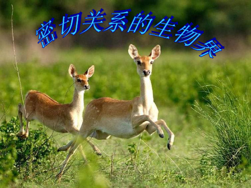 (精选)六年级科学上册密切联系的生物界ppt课件3青岛版