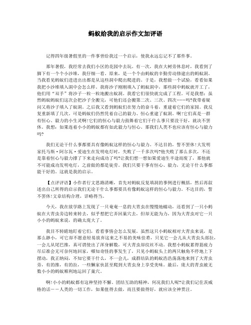 蚂蚁给我的启示作文加评语