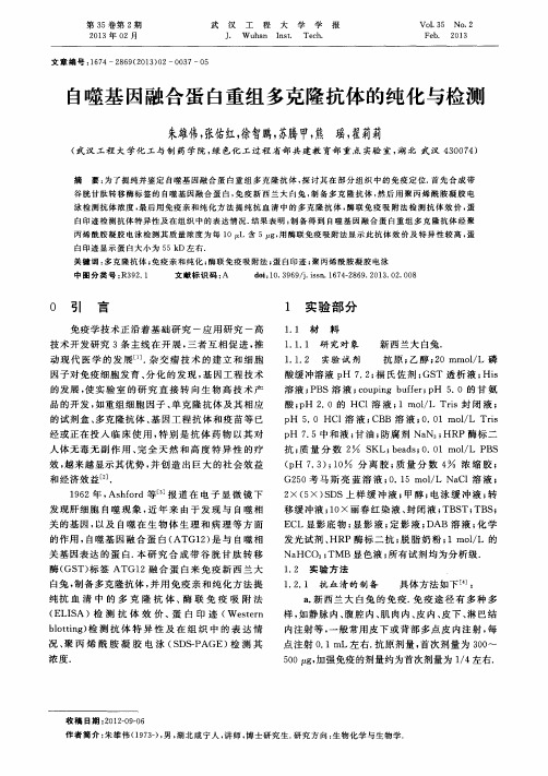 自噬基因融合蛋白重组多克隆抗体的纯化与检测