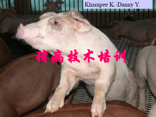 正大养猪技术培训