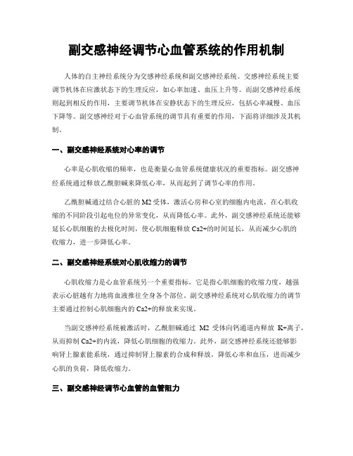 副交感神经调节心血管系统的作用机制