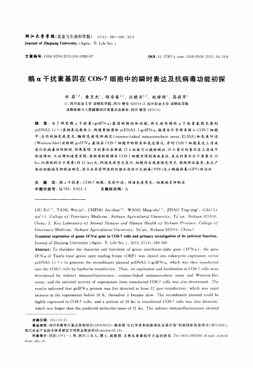 鹅α干扰素基因在COS-7细胞中的瞬时表达及抗病毒功能初探