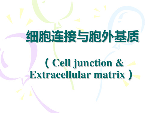 第十、十一章.细胞连接与胞外基质