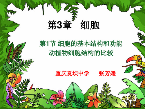 动植物细胞的比较ppt课件