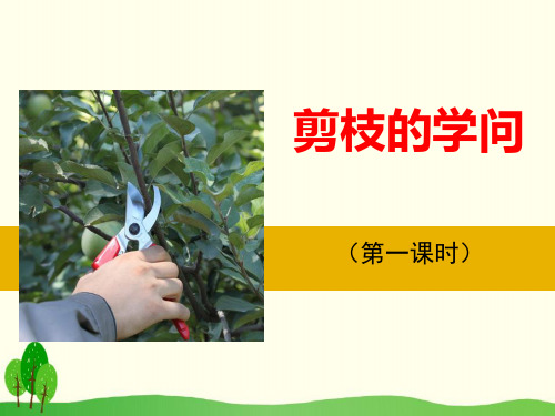 剪枝的学问-ppt优秀课件