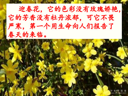 四年级下册第三单元作文《我喜欢__花》