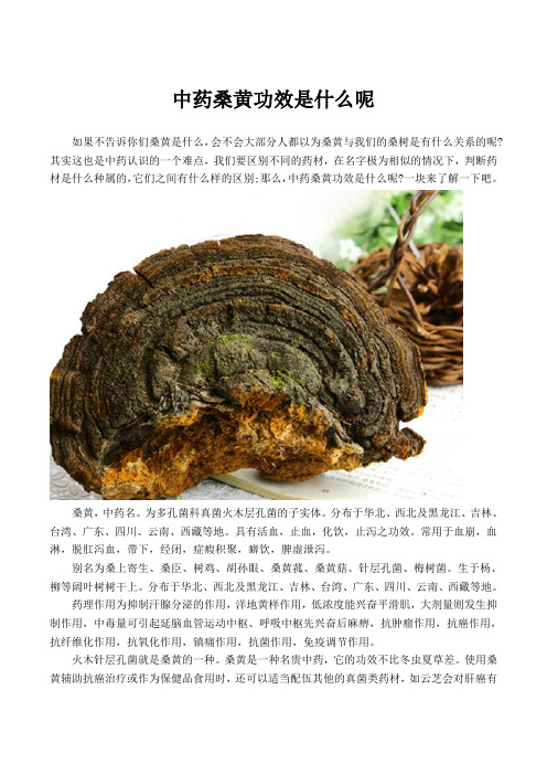 中药桑黄功效是什么呢