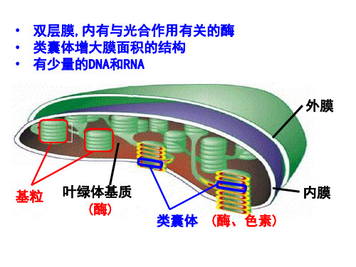 光合作用的原理和应用完整