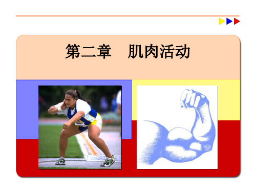 第二章肌肉活动