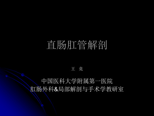 直肠肛管解剖培训课件.ppt