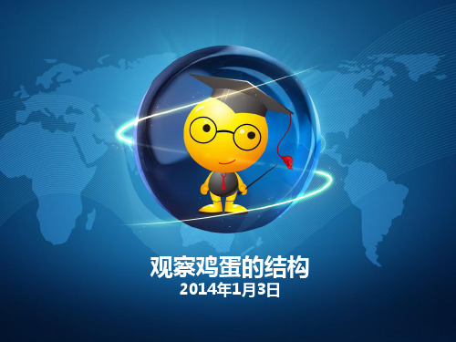 观察鸡蛋的结构