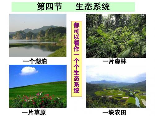 七上生物PPT课件