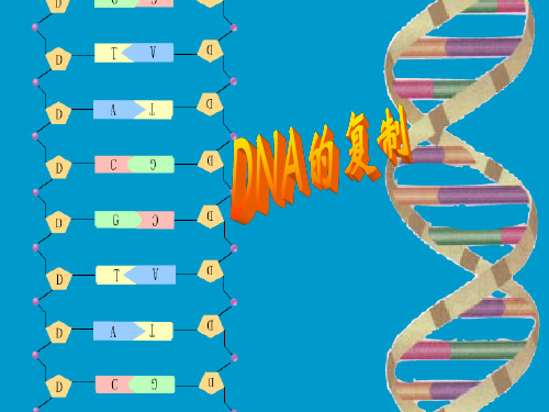 DNA的半保留复制(课堂PPT)