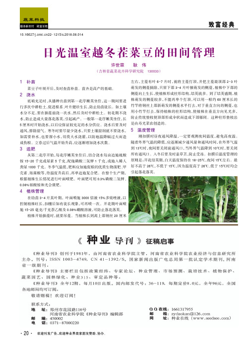 日光温室越冬茬菜豆的田间管理