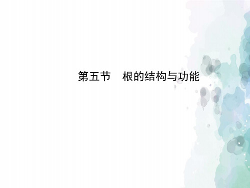 济南版生物-八年级上册-4.1.5 根的结构与功能 精品课件