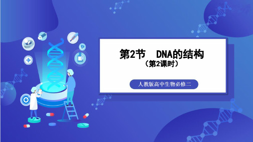 人教版(新)高中生物必修第二册《DNA的结构 第2课时》探究课件
