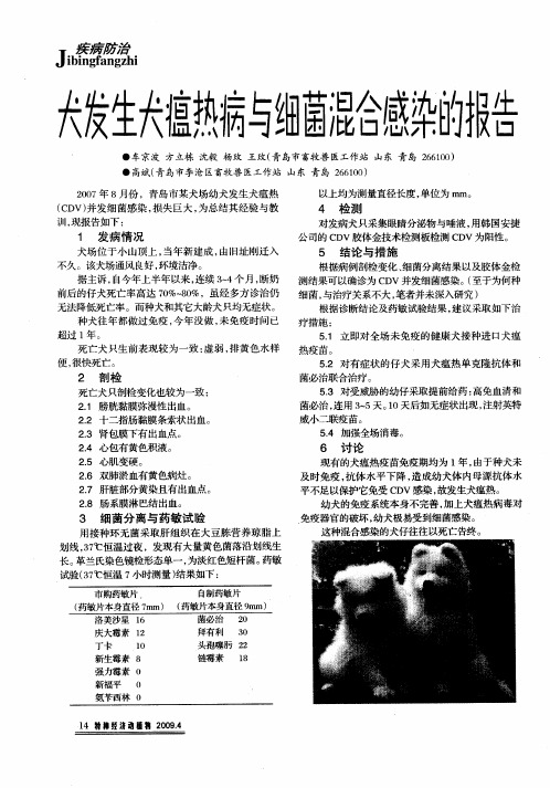 犬发生犬瘟热病与细菌混合感染的报告