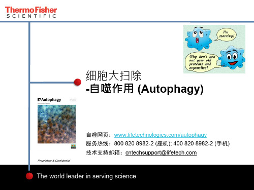 Cell-Autophagy-Molecular-Probe-PPT