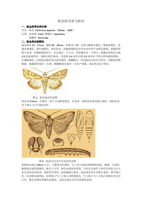 粘虫的为害与防治