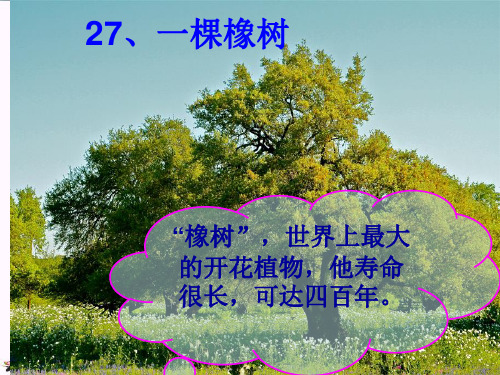 (精选)四年级语文上册 第七单元 一棵橡树课件1 西师大版[1]
