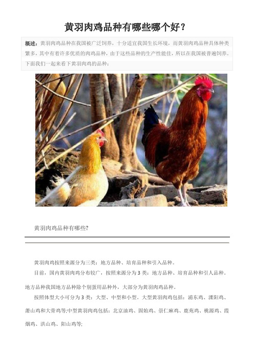 黄羽肉鸡品种有哪些哪个好