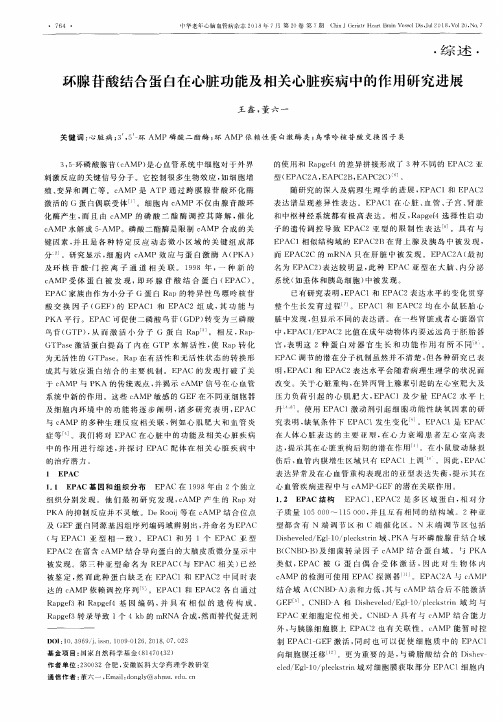 环腺苷酸结合蛋白在心脏功能及相关心脏疾病中的作用研究进展