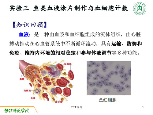 动物生理学实验三 鱼类血液涂片制作与血细胞计数  ppt课件