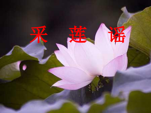 (精选)五年级音乐上册第四单元采莲谣PPT课件2苏少版