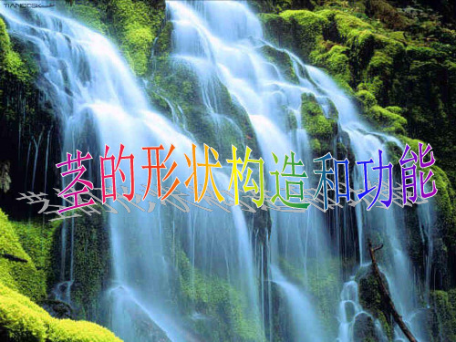 华师大版科学八年级上册4.1《绿色开花植物的营养器官-茎的形态结构和功能》ppt课件