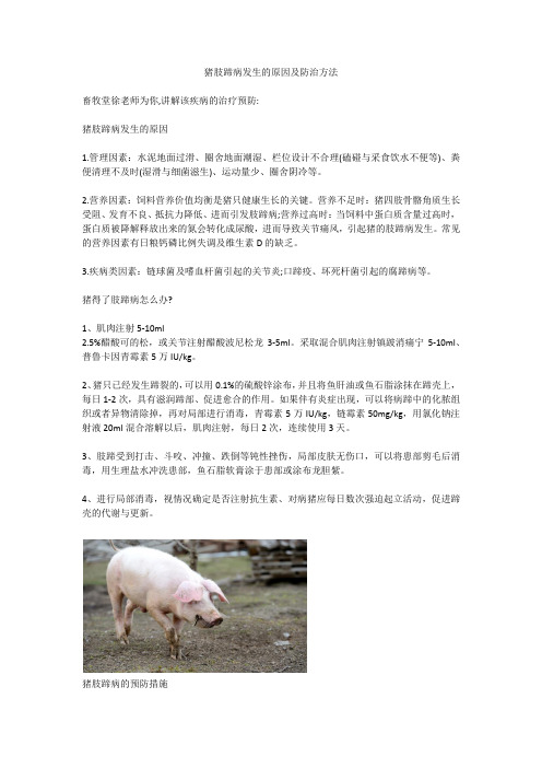 猪肢蹄病发生的原因及防治方法
