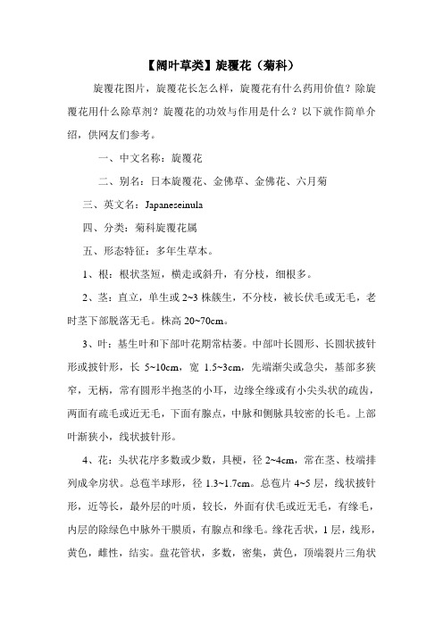 【阔叶草类】旋覆花(菊科)
