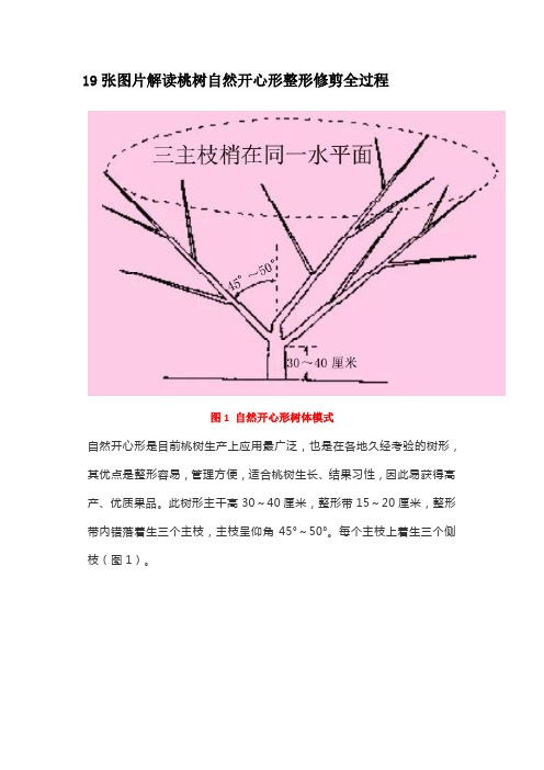 19张图片解读桃树自然开心形整形修剪全过程