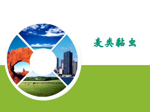 植物保护技术PPT-01