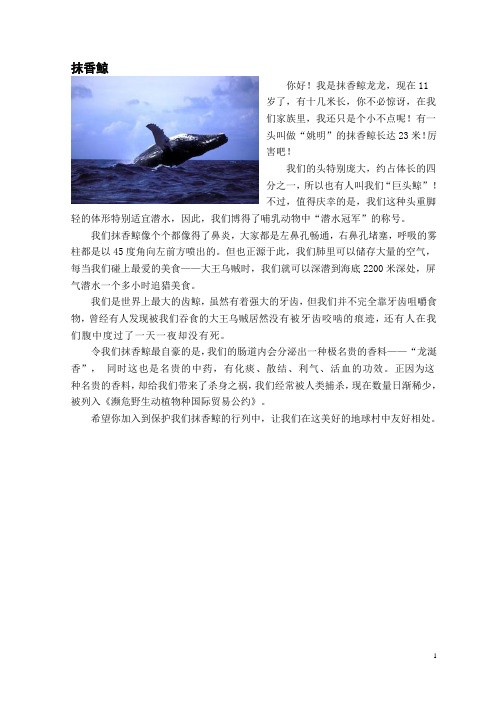 动物自我介绍(抹香鲸)