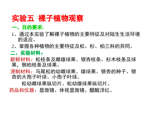 5  裸子植物观察