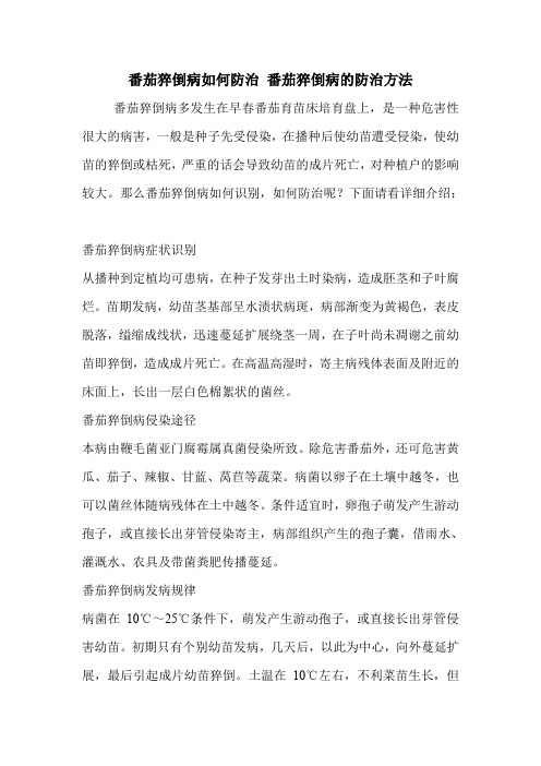 番茄猝倒病如何防治 番茄猝倒病的防治方法
