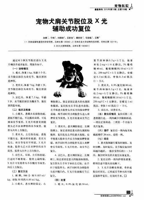 宠物犬肩关节脱位及X光辅助成功复位