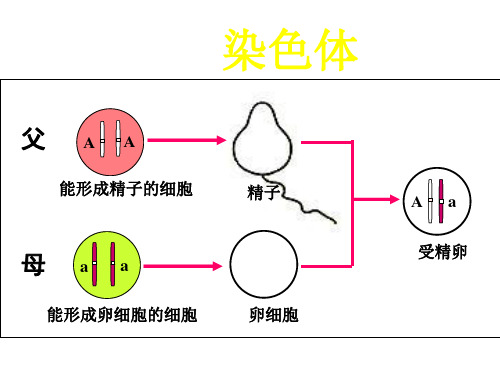 人教版八年级生物下册 7.2.3 基因的显性和隐性课件 (共26张PPT)