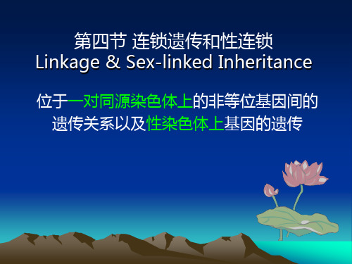 家畜遗传育种：2_4连锁交换规律