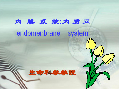 内膜系统：内质网
