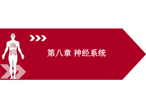 运动解剖学(第三版)课件第八章神经系统