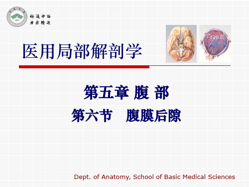 腹膜后间隙