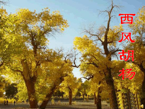 《西风胡杨》教材课件ppt(4篇)