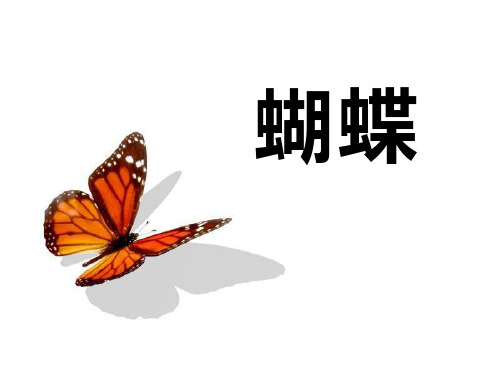 《蝴蝶》PPT课件三