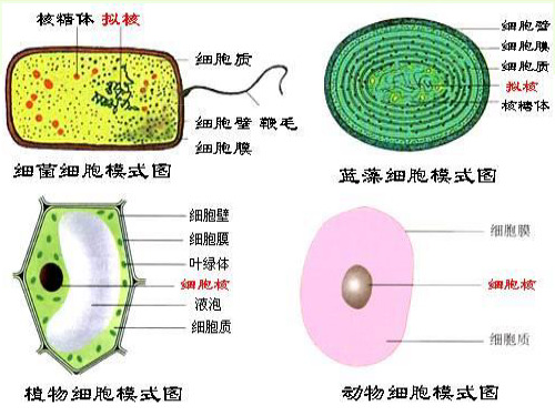 人教版生物必修一2.1细胞中的元素和化合物课件(共33张PPT)
