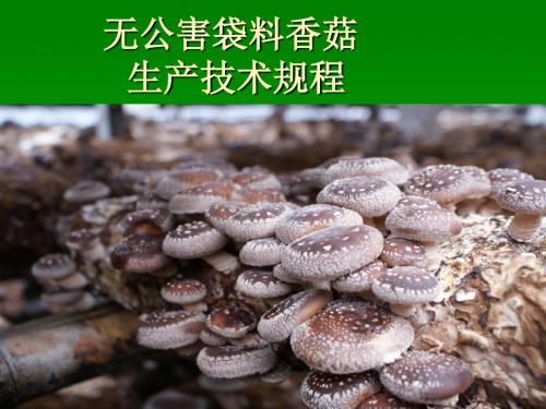 无公害袋料香菇1