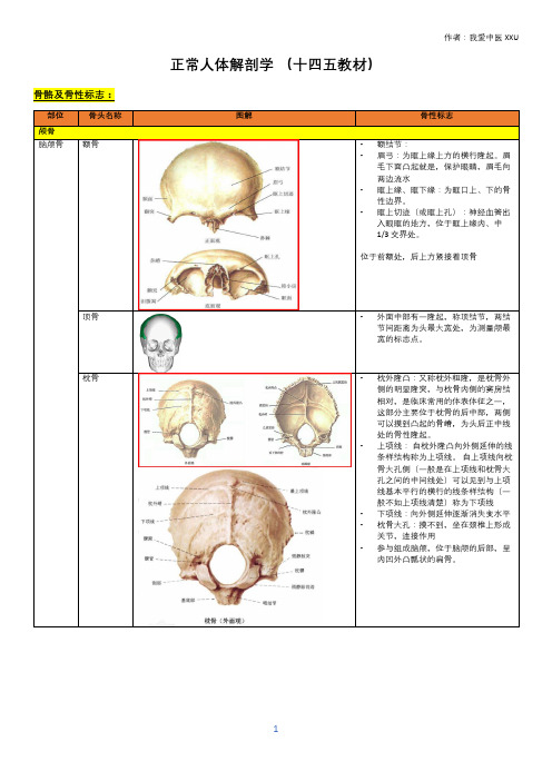 人体解剖学重点系统总结 - 运动系统- 十四五教材